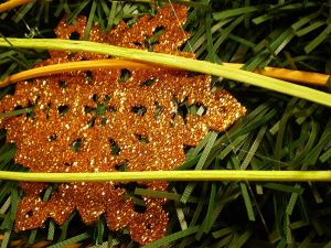 v�no�n� strome�ek na v�noce